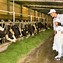 Trang Trại Bò Sữa Dalat Milk Farm